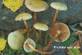 Flammula salicicola-amf807